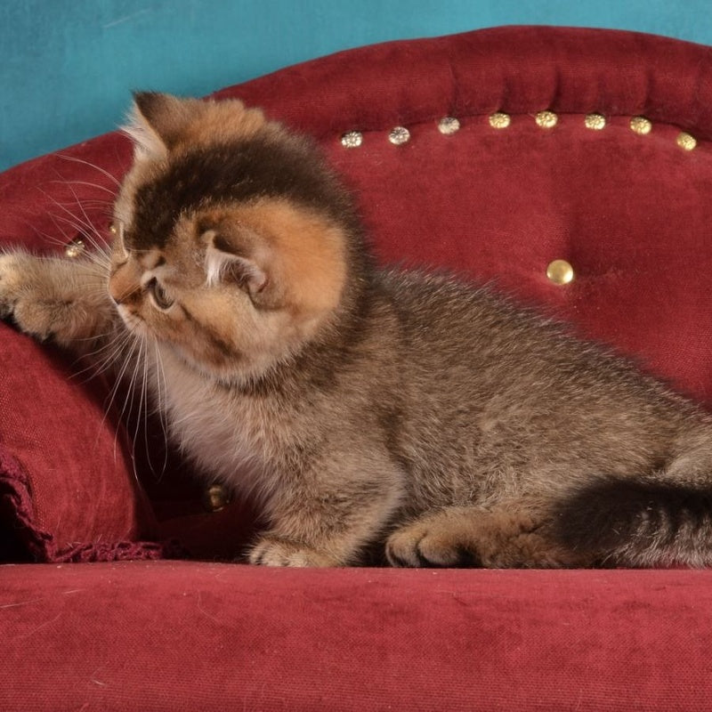 Hugo Munchkin male, black ticked tabby