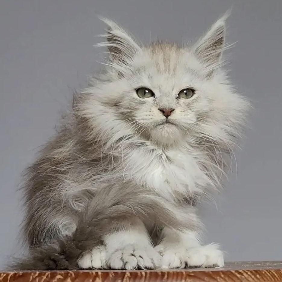 Harold Maine Coon polydactyl 6x6x6x6 male, black silver tabby