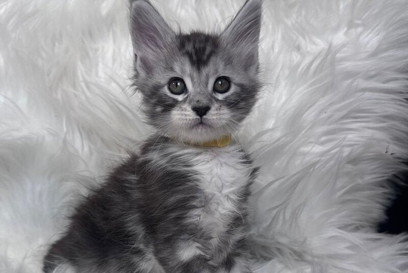 Cooper Maine Coon male black silver tabby bicolour - live animals