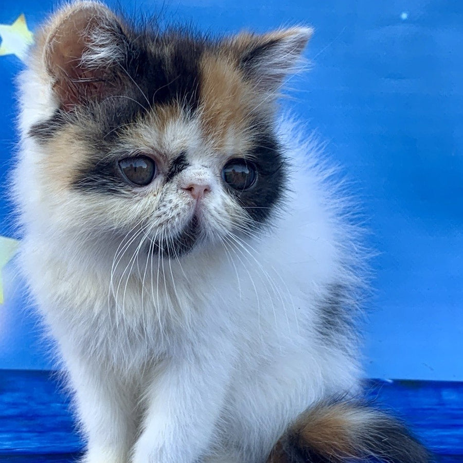 Zarina Exotic female, black tortie harlequin