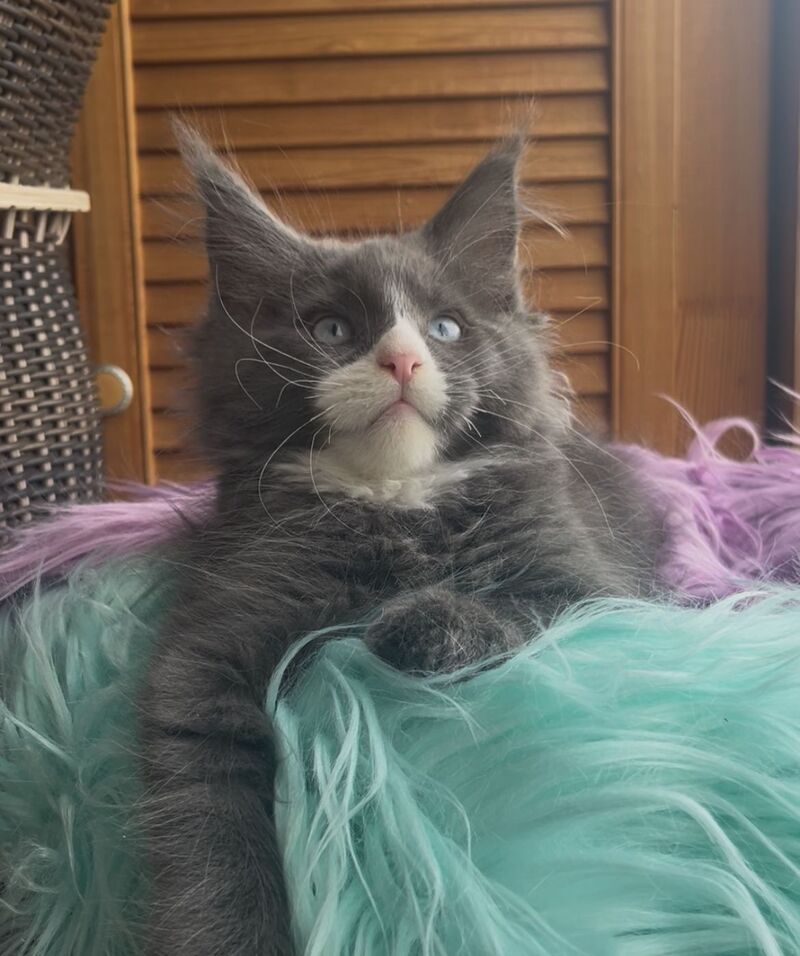 Hugo Maine Coon polydactyl male blue with white - live animals