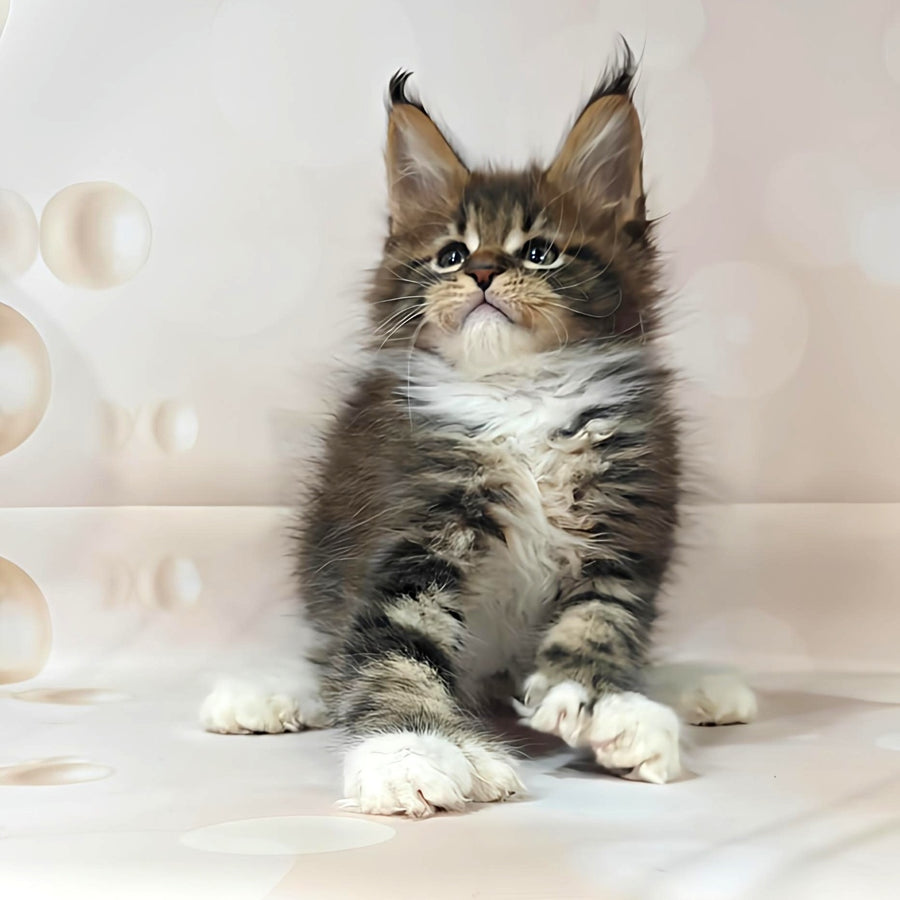 Sheriff Maine Coon polydactyl 6x6x6x6 male, black tabby with white