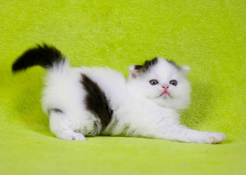 Eddi Scottish Straight male black tabby harlequin live animals