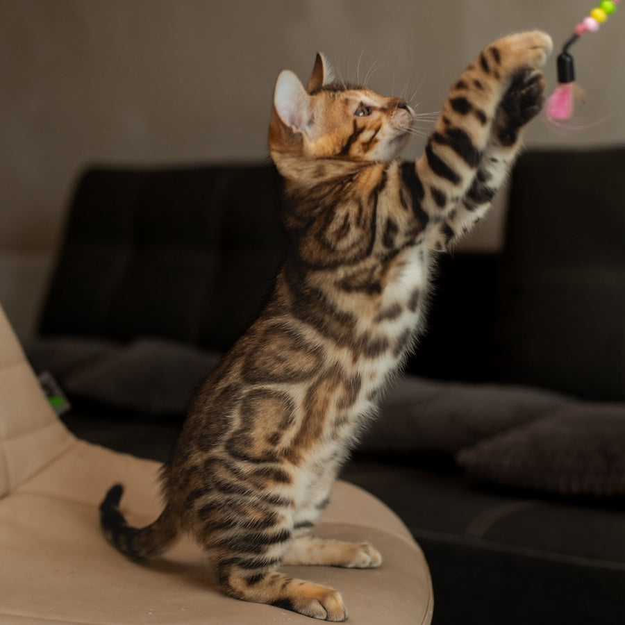 Marvel Bengal male, black spotted tabby