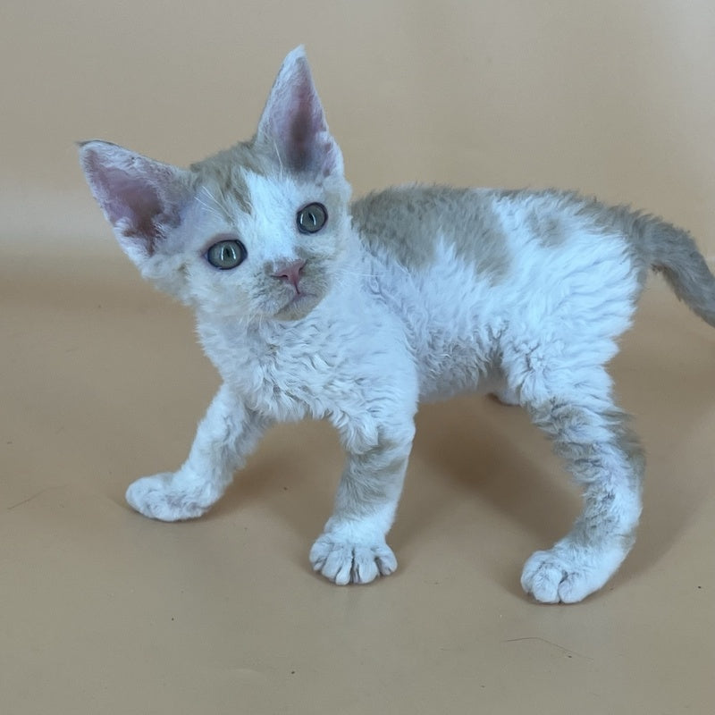 Alex Devon Rex male, red harlequin