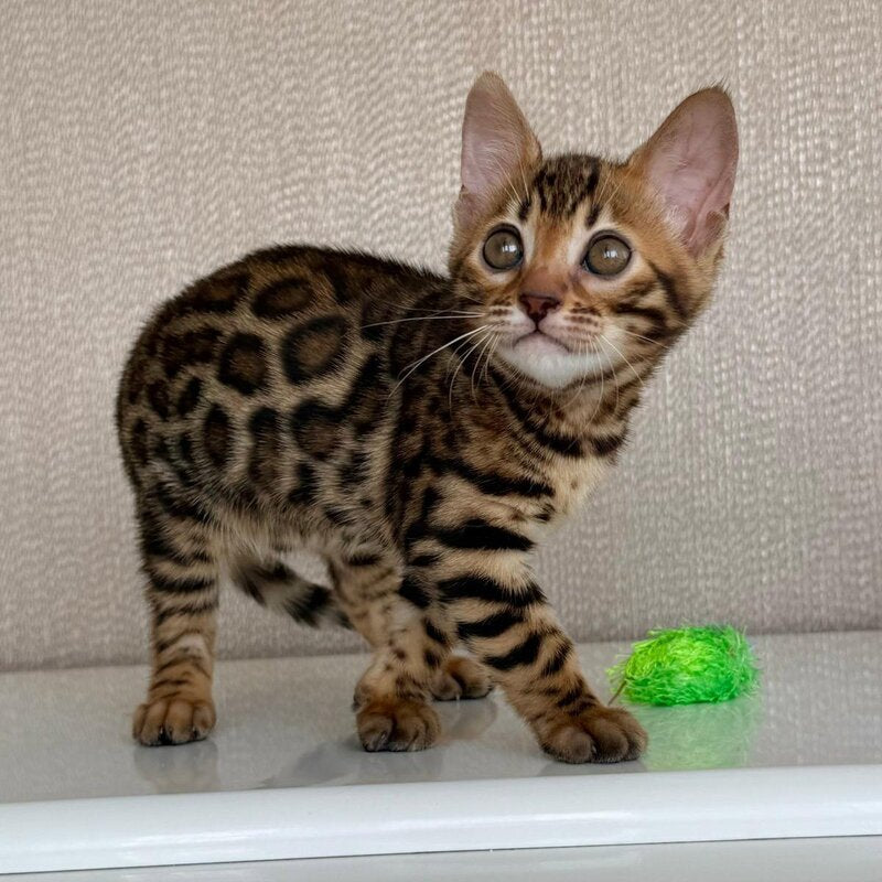 Fortuna Bengal female black spotted tabby - live animals