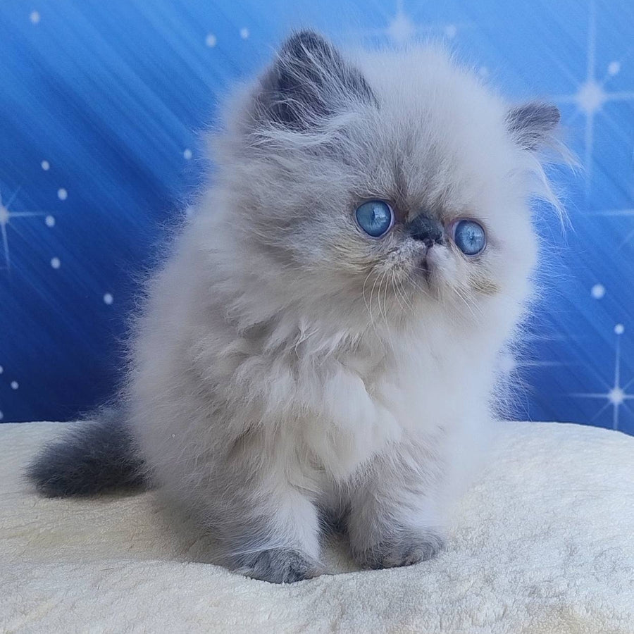 Ellie Persian female, blue pointed