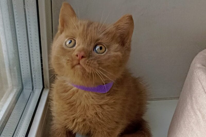 Francis British Shorthair male cinnamon - live animals