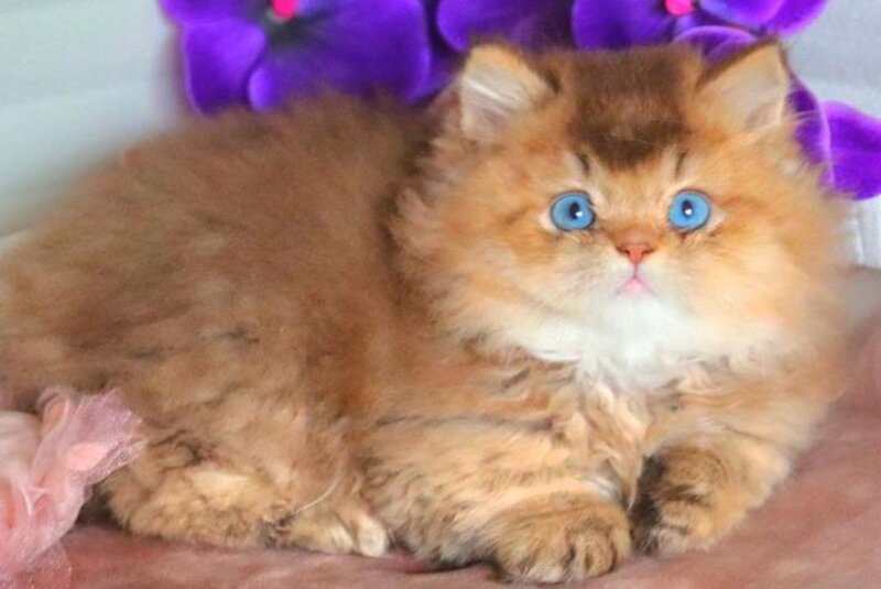 Billi British Longhair male chocolate golden ticked tabby - live animals