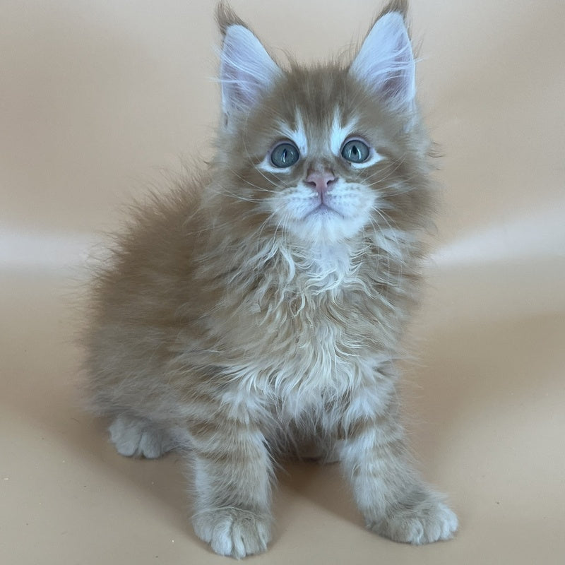 Brian Maine Coon male, red tabby