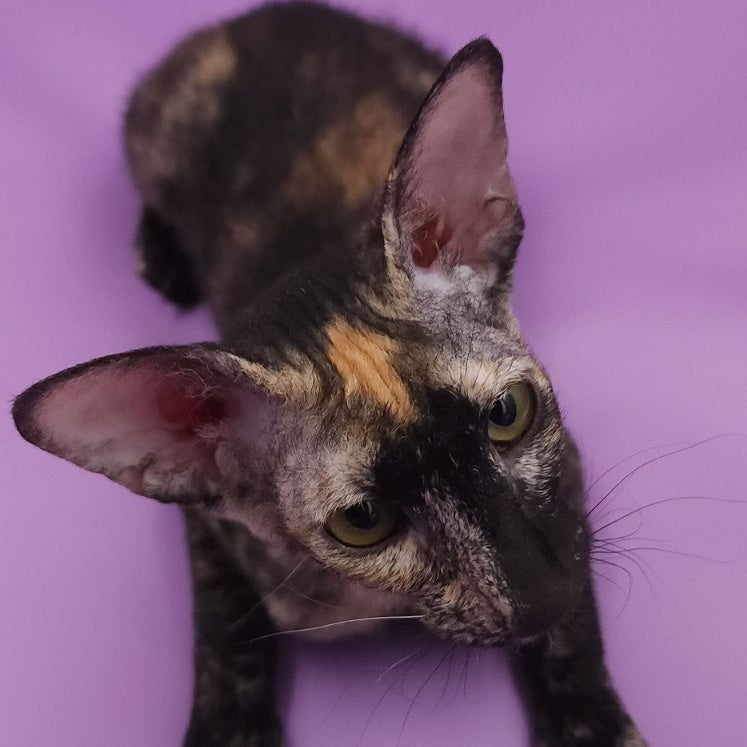 Queen of Spades Oriental Shorthair female, black tortie