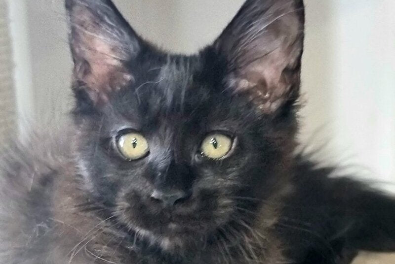 Debora Maine Coon female black with white - live animals