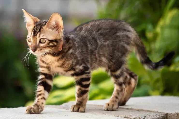 Baron Bengal male black spotted tabby - live animals