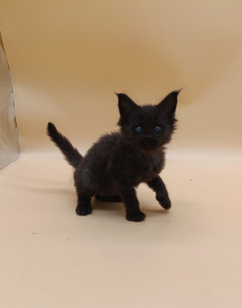 Iris Maine Coon female black silver live animals