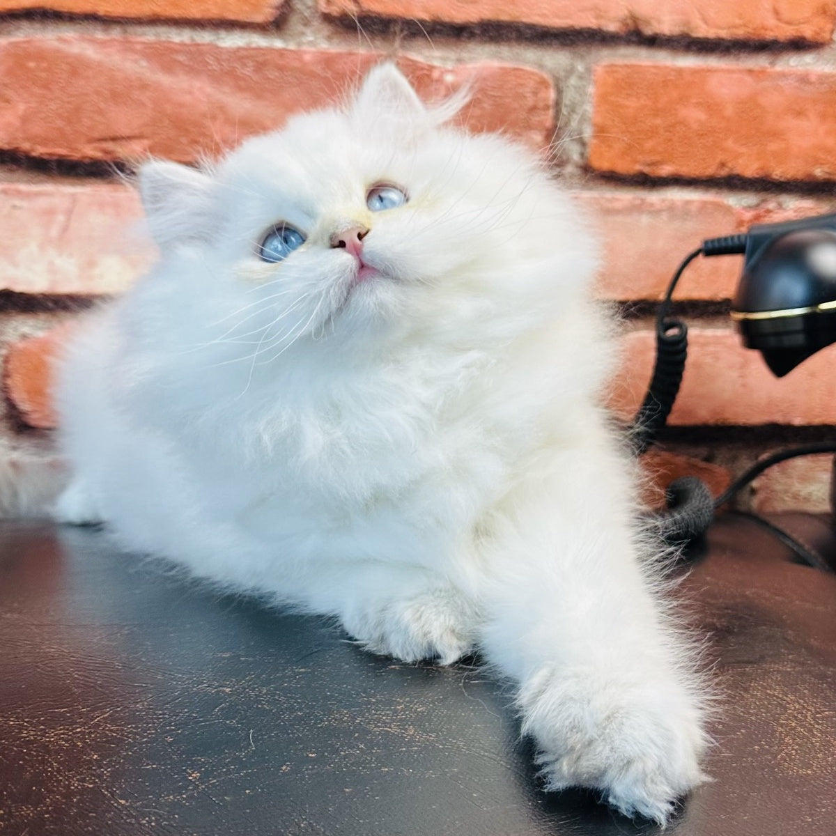 Imperial Leo British Longhair male, blue golden chinchilla