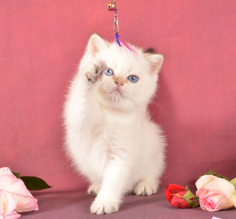 Queen British Shorthair female, chocolate golden shaded pointed