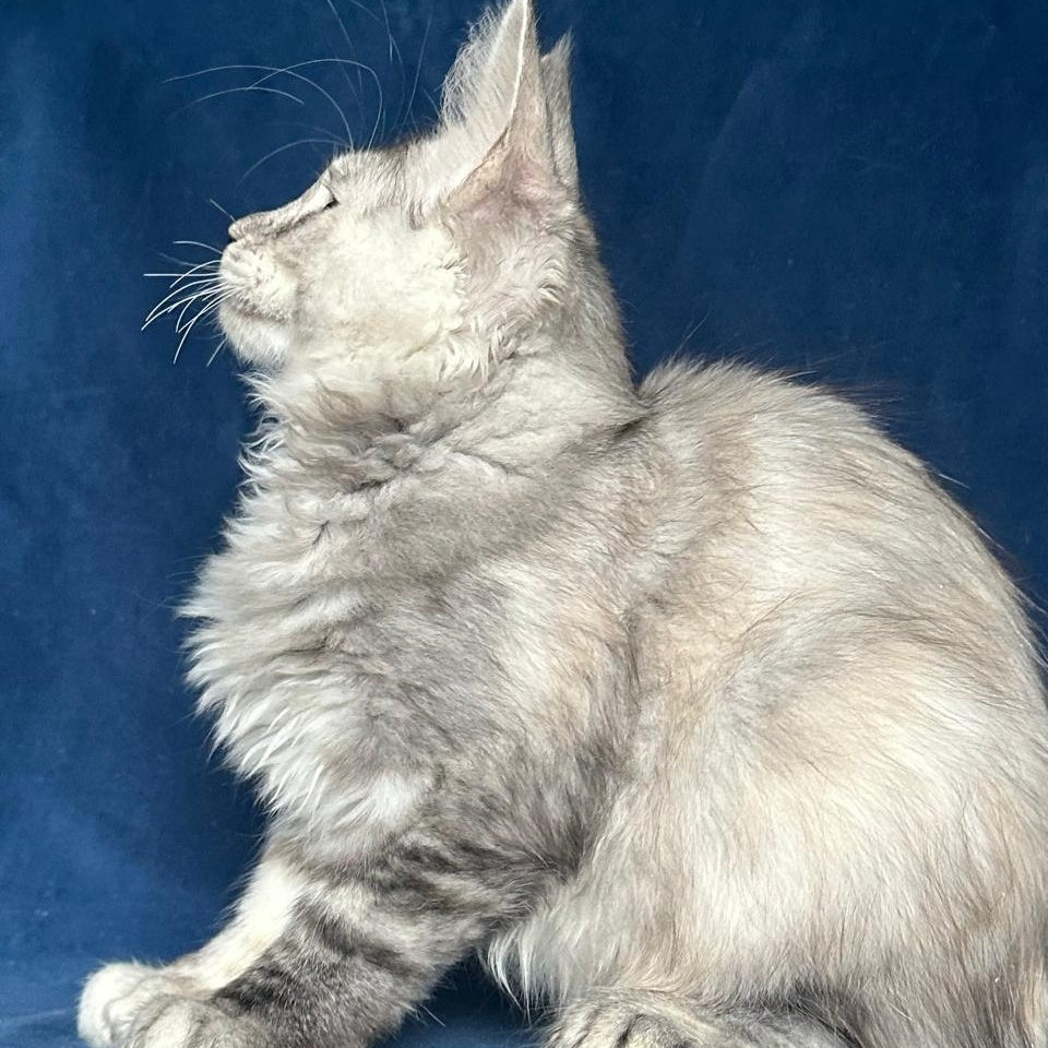 Liya Maine Coon polydactyl 6x6x6x6 female, black tortie silver ticked tabby