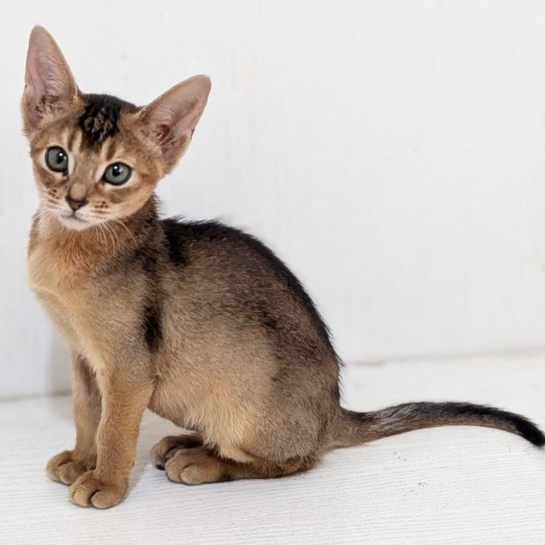 Gerda Abyssinian female, black