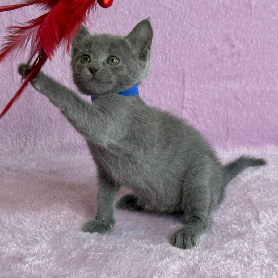 Leona Russian Blue female, blue