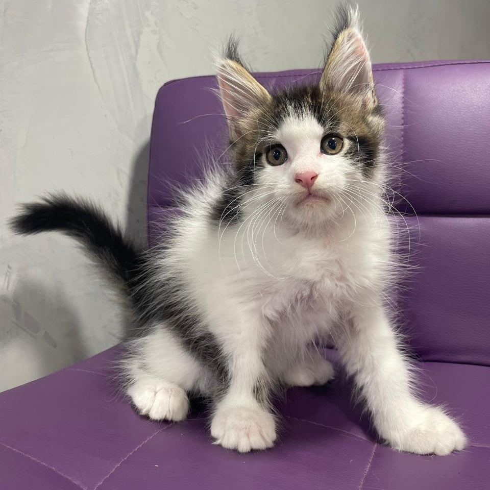 Sem Maine Coon male, black bicolour tabby