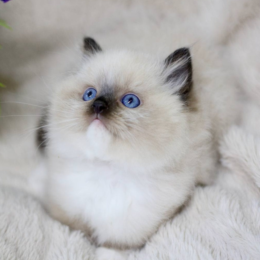 Kingston Ragdoll male, black mitted