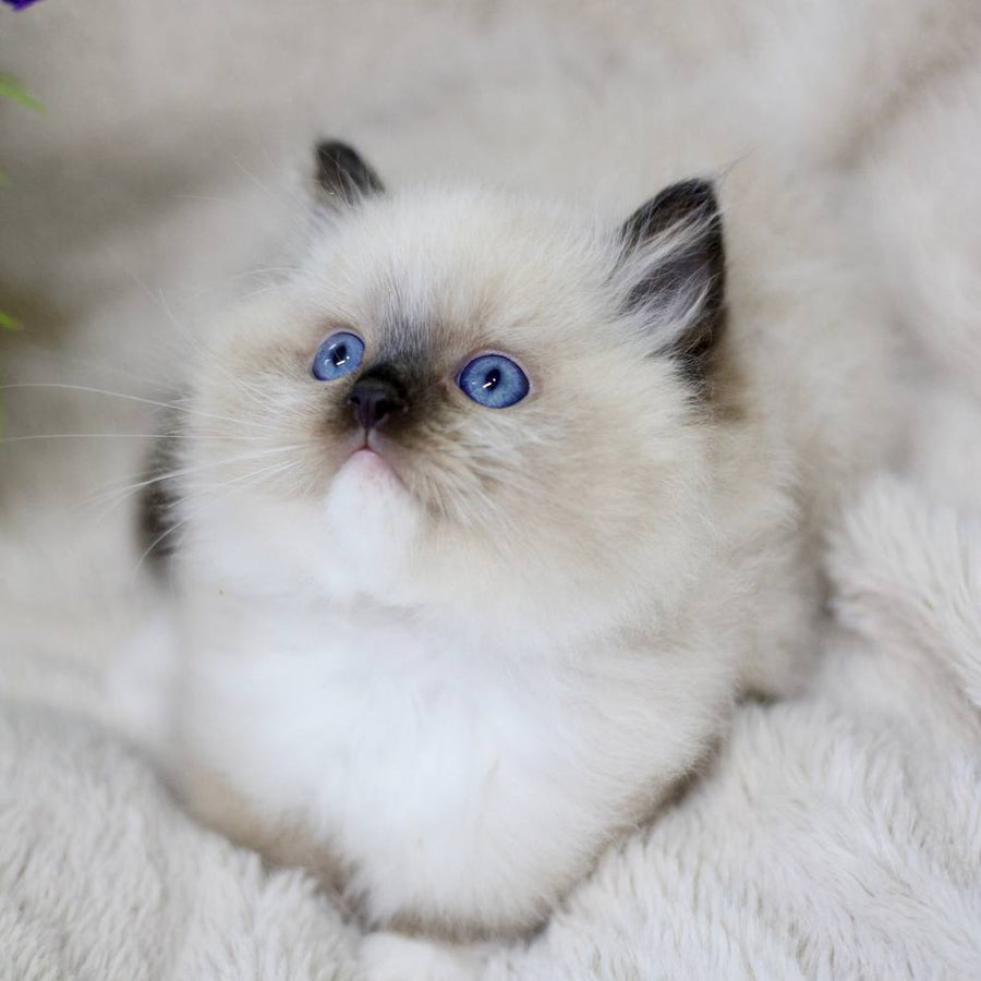 Kingston Ragdoll male, black mitted
