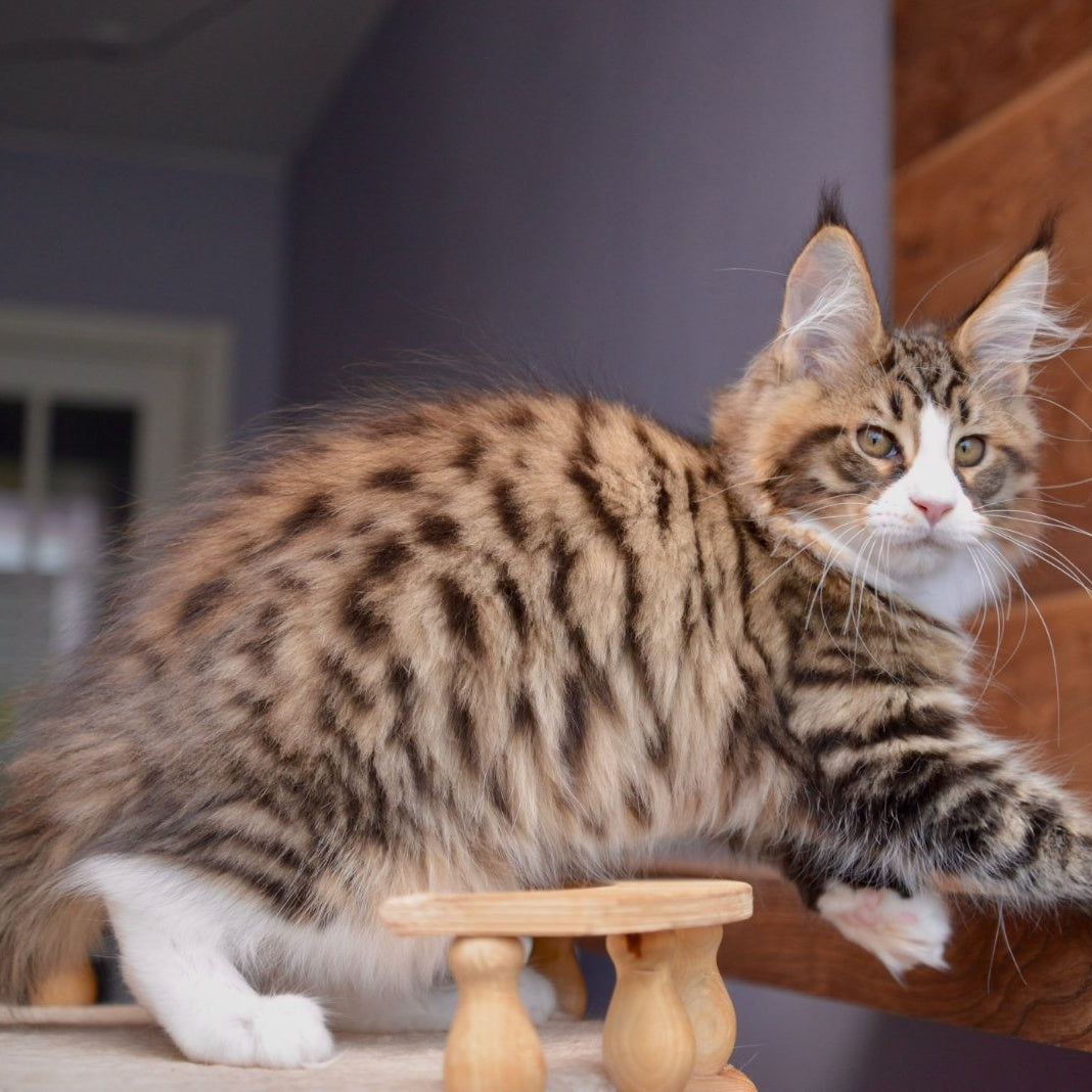 Bright Star Maine Coon male, black with white spotted tabby