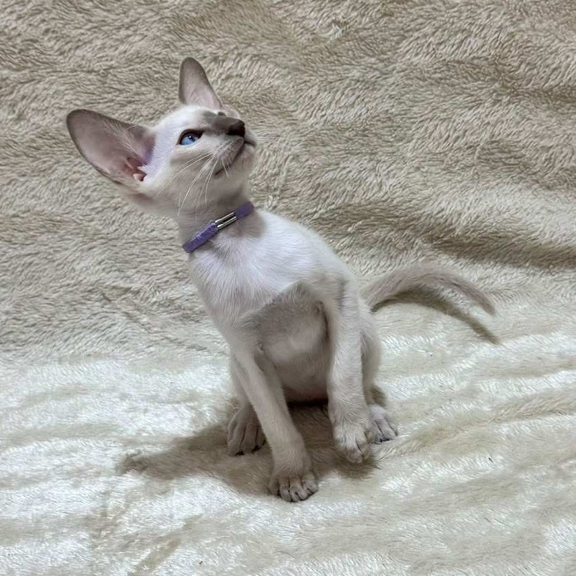 Kairo Siamese male, blue