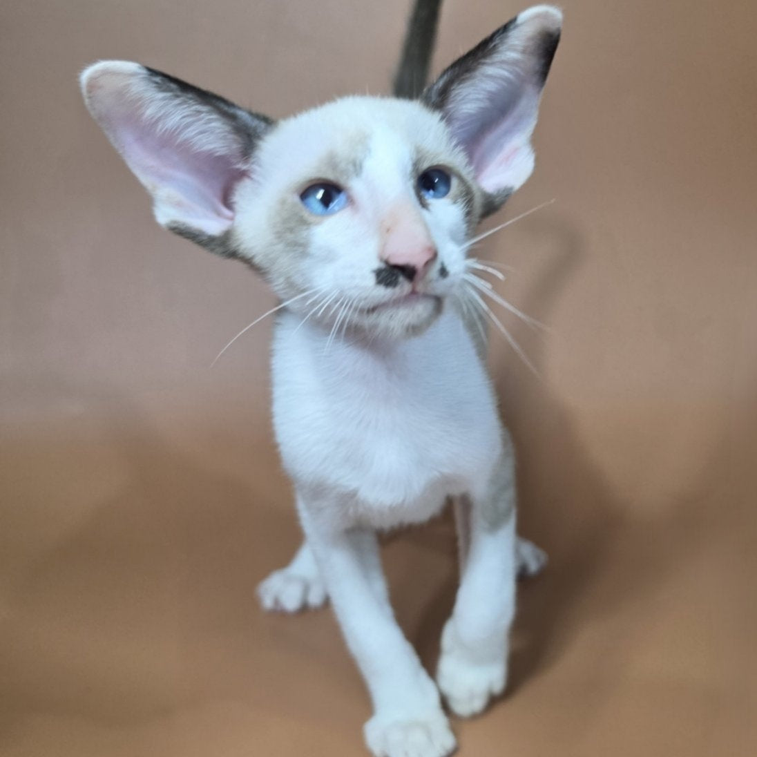 Ink Siamese male, black bicolour