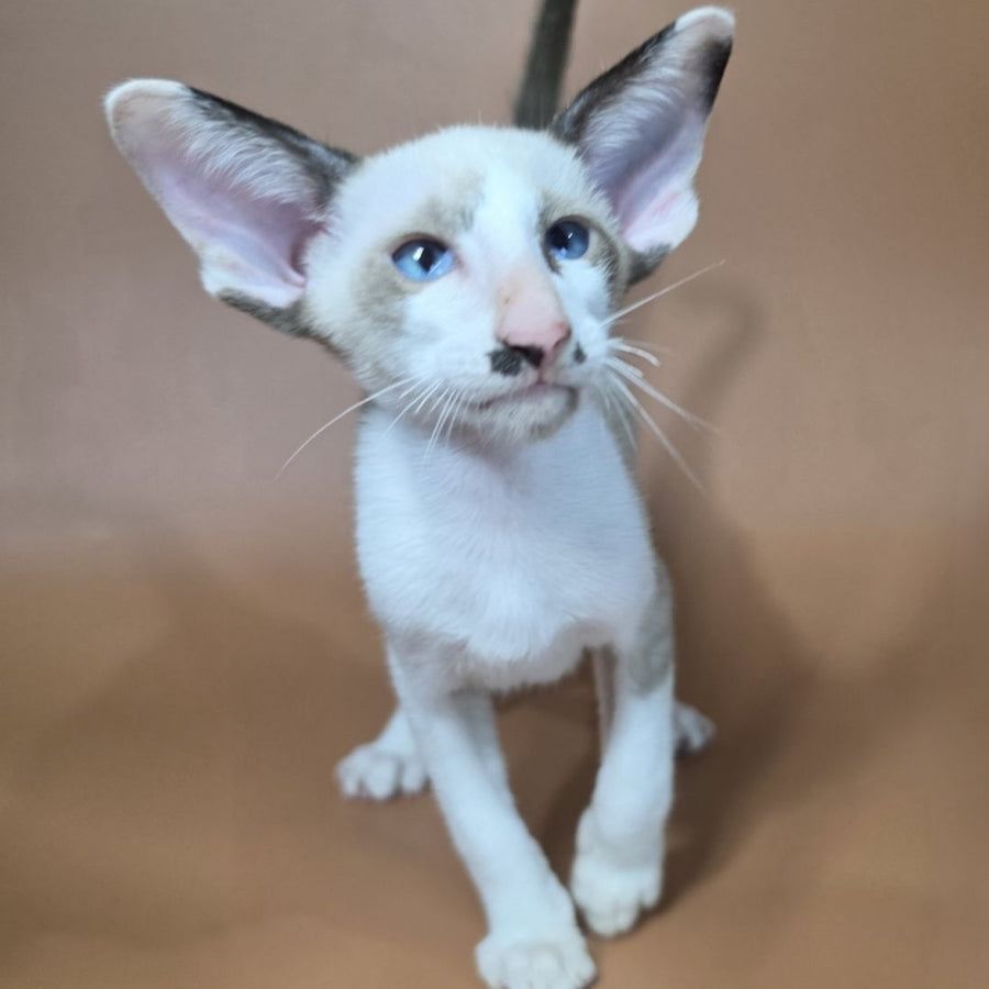 Ink Siamese male, black bicolour
