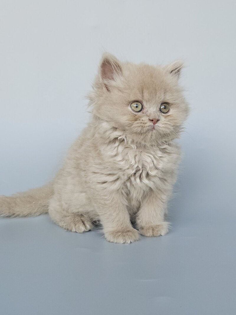 Angel British Longhair male, fawn