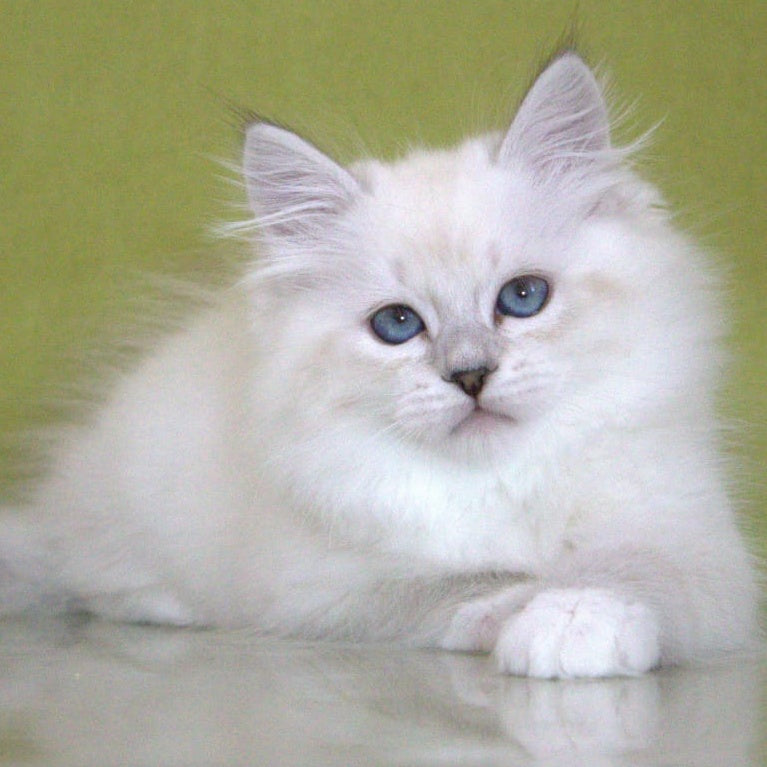 Heather Siberian female, black with white tabby pointed