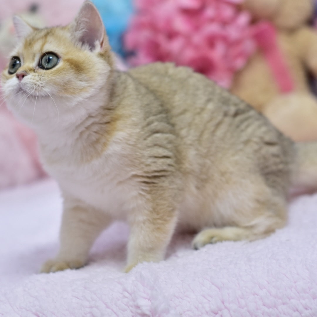 Holly British Shorthair female, black golden shaded