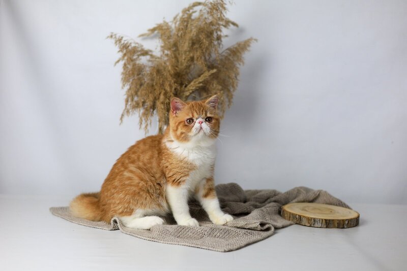 Oliver Exotic male, red bicolour tabby