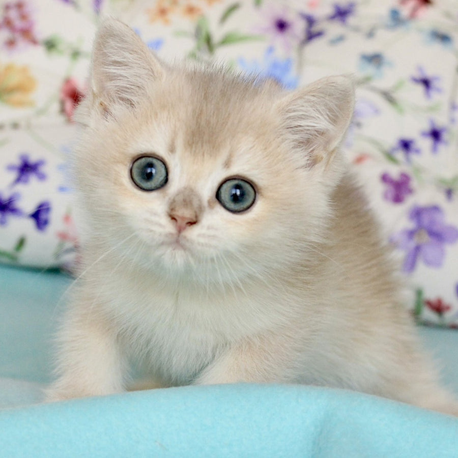 Webster British Shorthair male, blue golden chinchilla