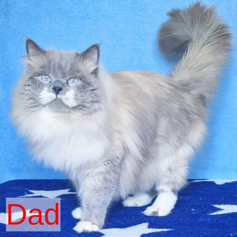 Custer Siberian male, blue pointed