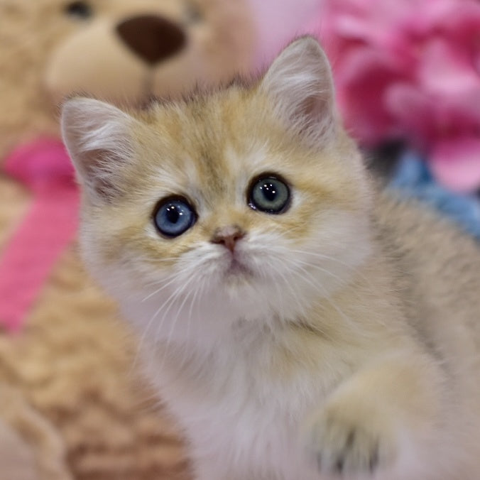 Goldie British Shorthair female, black golden shaded