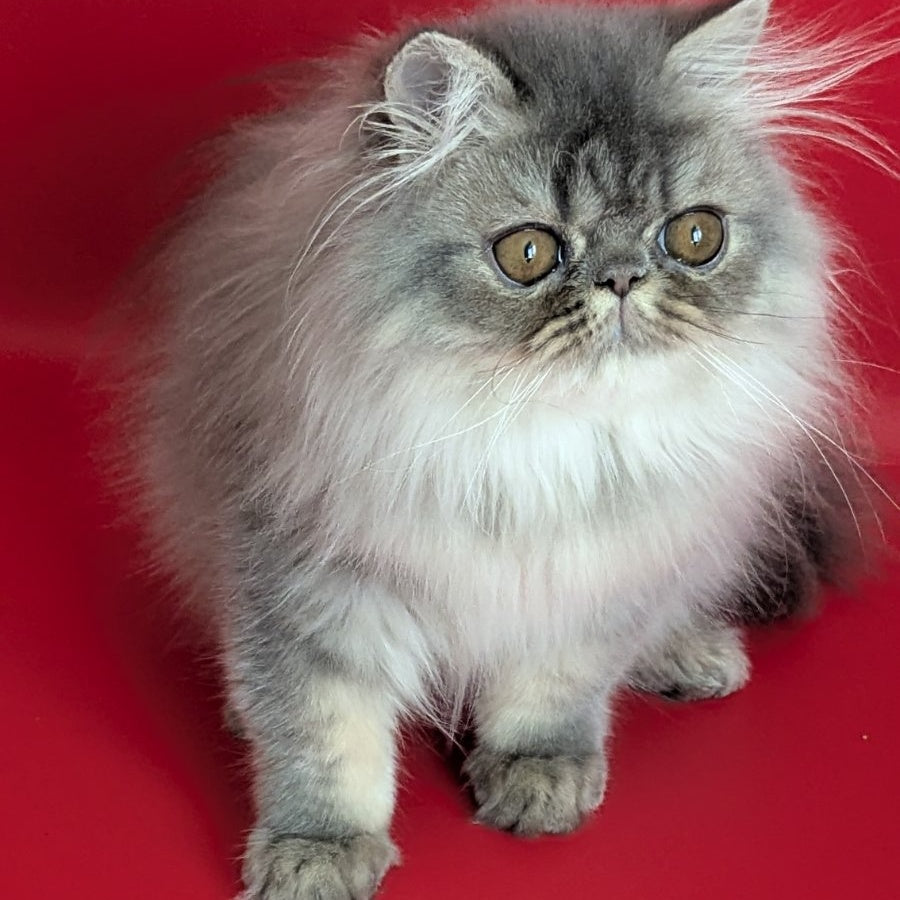 Pavlik Persian male, blue tabby