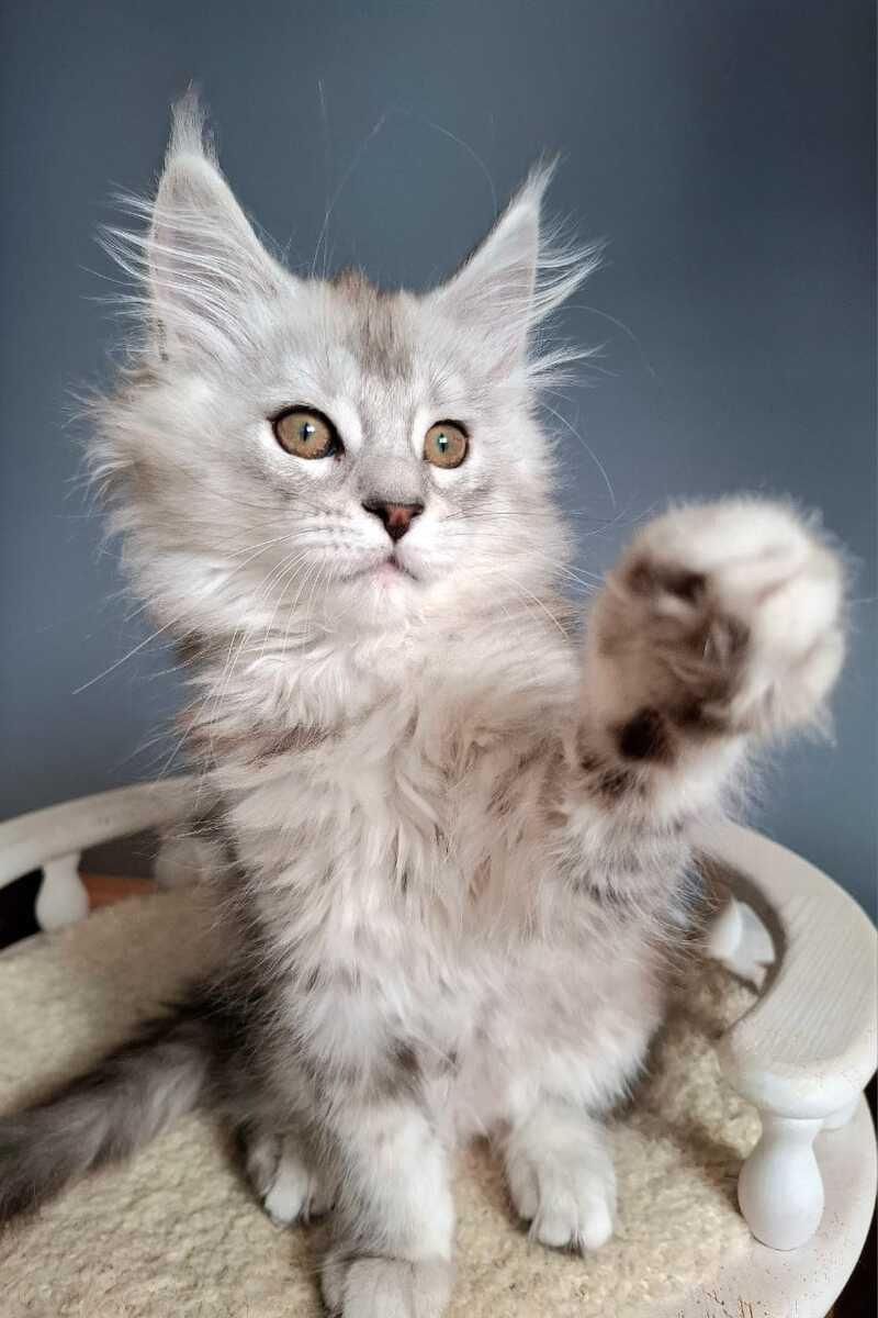 Emma Maine Coon female black silver ticked tabby - live animals