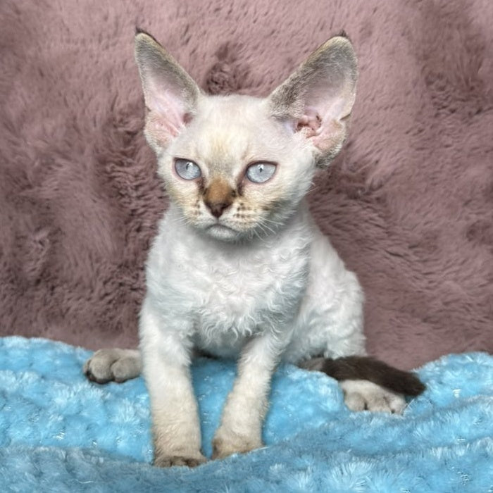 Xia Devon Rex female, seal lynx pointed