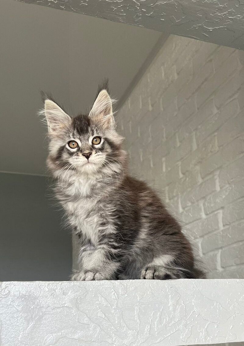 Xan Maine Coon male black silver ticked tabby - live animals