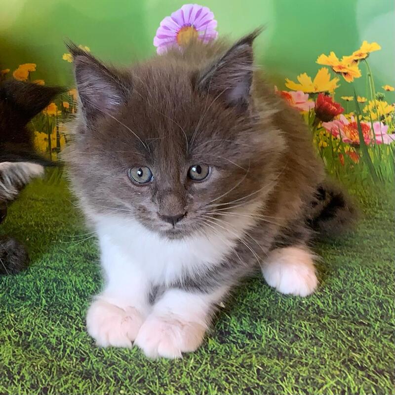 Uarkhan Maine Coon female, blue bicolour