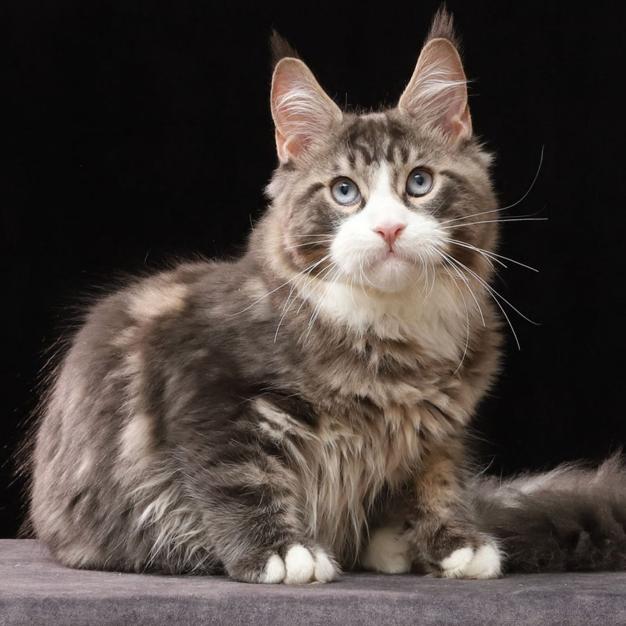 Rivaldo Maine Coon male, blue tabby bicolour