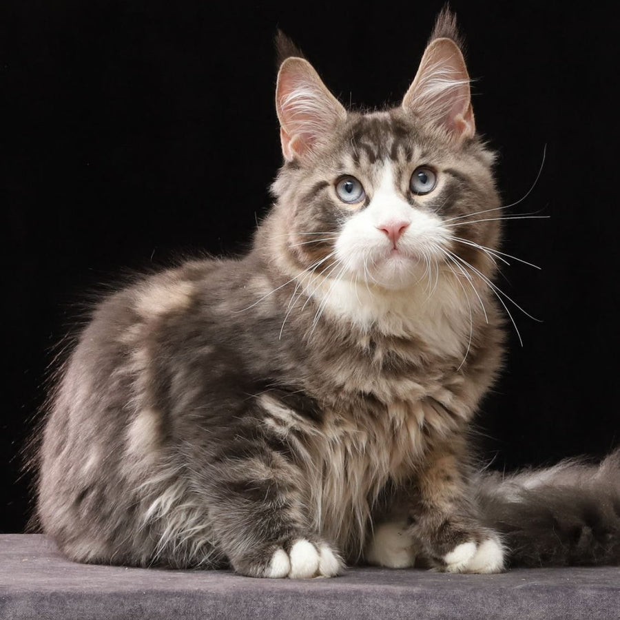 Robson Maine Coon male, black tabby bicolour