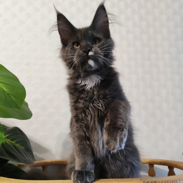 Cash Maine Coon male, blue with white