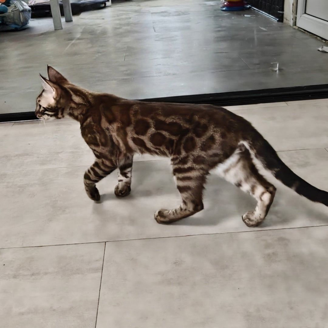 Jake Bengal male, black amber spotted tabby pointed