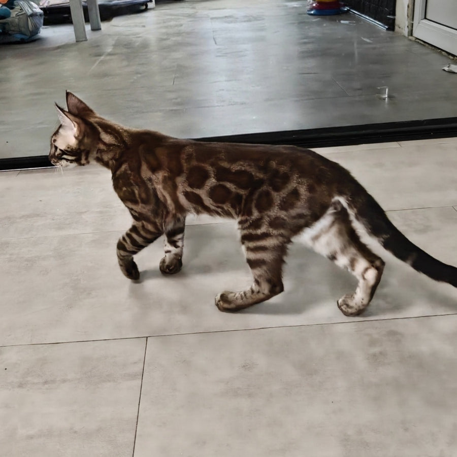 Jake Bengal male, black amber spotted tabby pointed