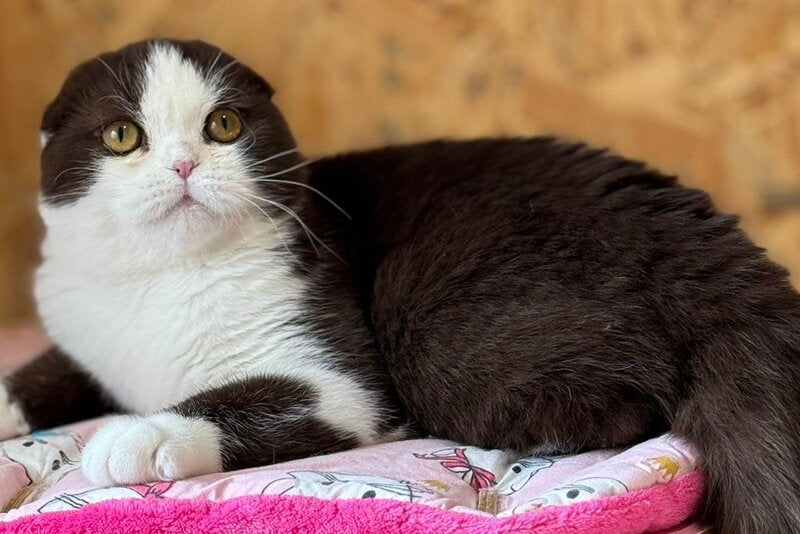 Prosha Scottish Fold male, chocolate bicolour