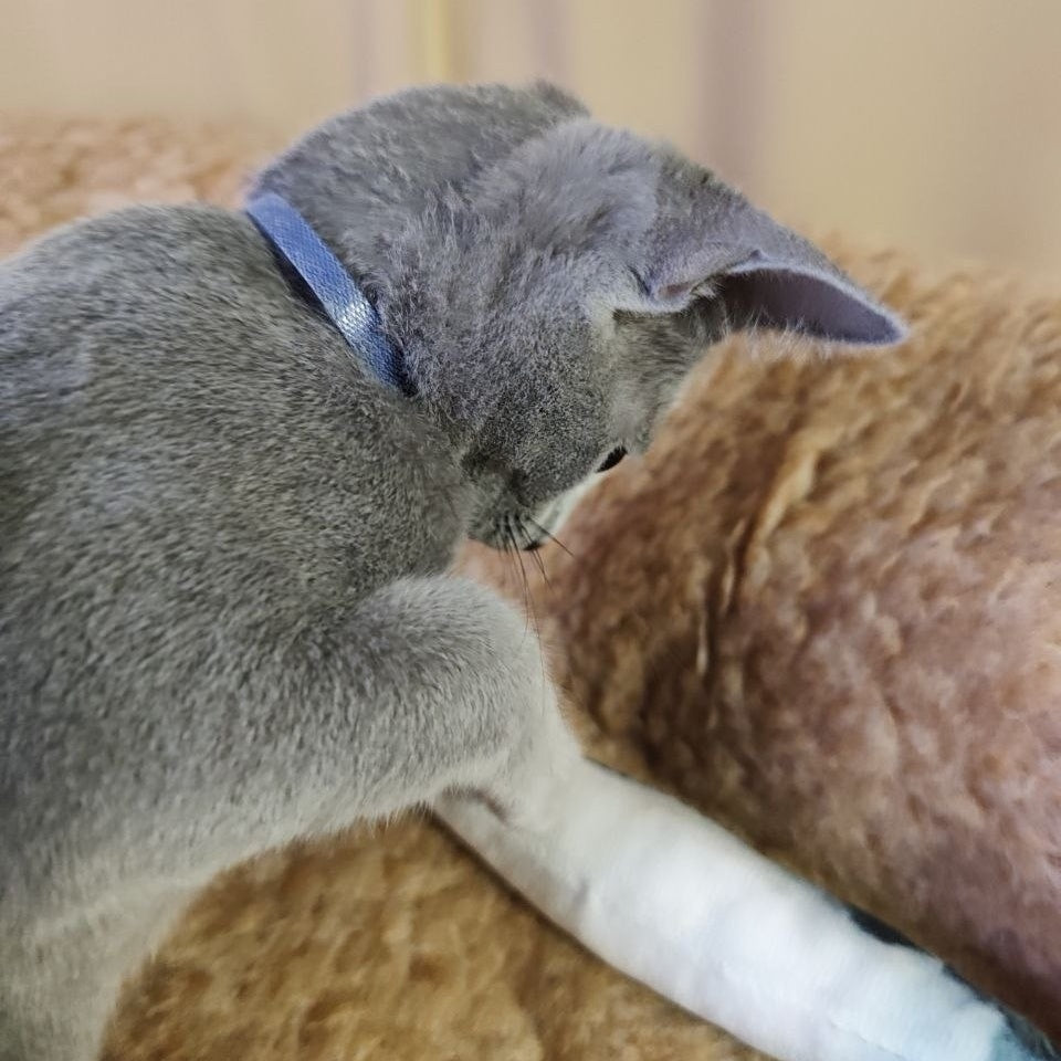Leon Russian Blue male, blue