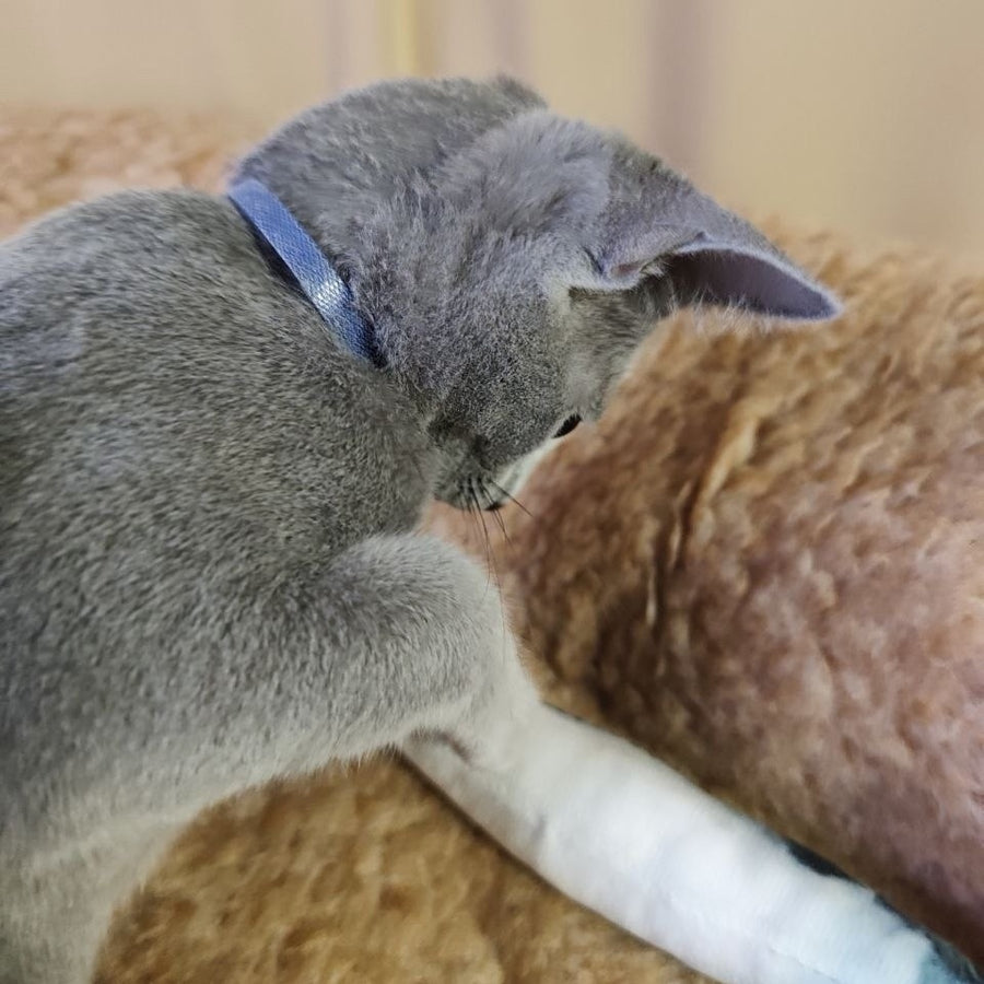 Leon Russian Blue male, blue
